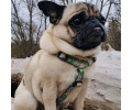 Max & Molly H-Harness Donuts H-подібна шлея для собак, принт пончик - L