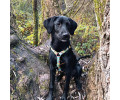 Max & Molly H-Harness Donuts H-подібна шлея для собак, принт пончик - L