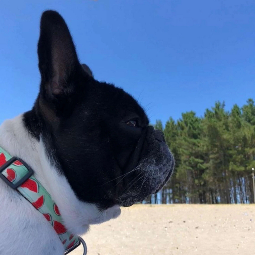 Max & Molly Smart ID Watermelon нашийник для собак, принт кавун - S