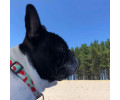 Max & Molly Smart ID Watermelon нашийник для собак, принт кавун - S