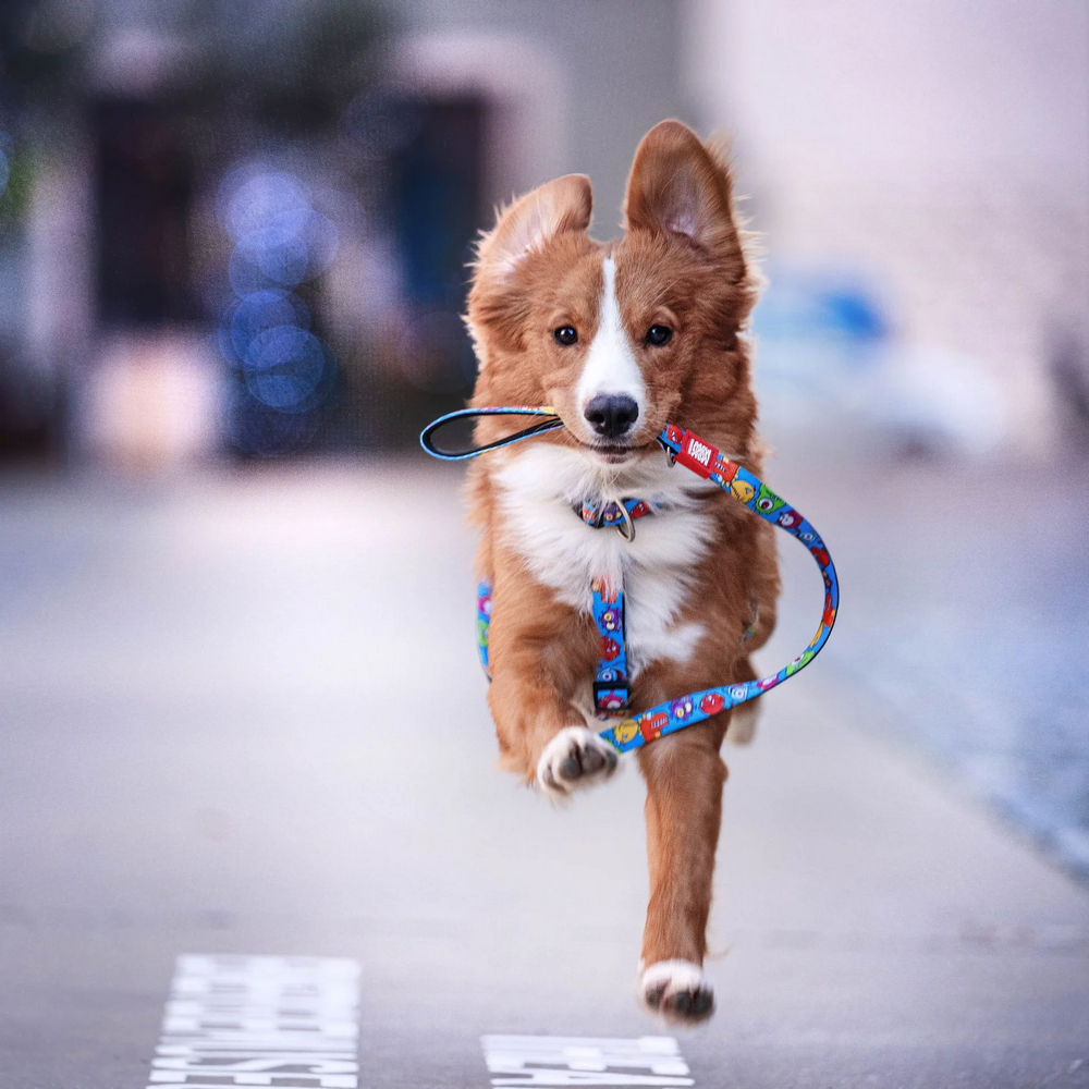 Max & Molly H-Harness Little Monsters H-подібна шлея для собак, принт монстри - L