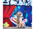 Max & Molly H-Harness Little Monsters H-подібна шлея для собак, принт монстри - L
