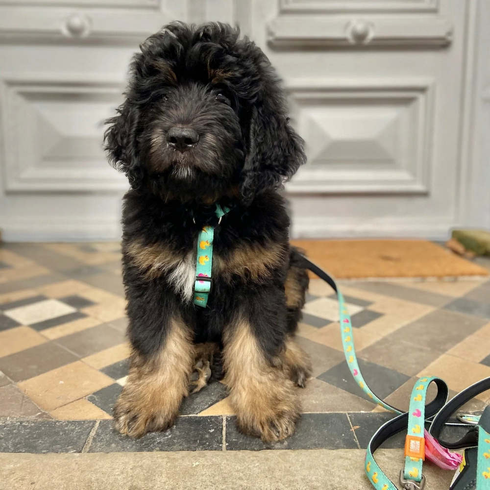 Max & Molly H-Harness Ducklings H-подібна шлея для собак, принт каченята - L