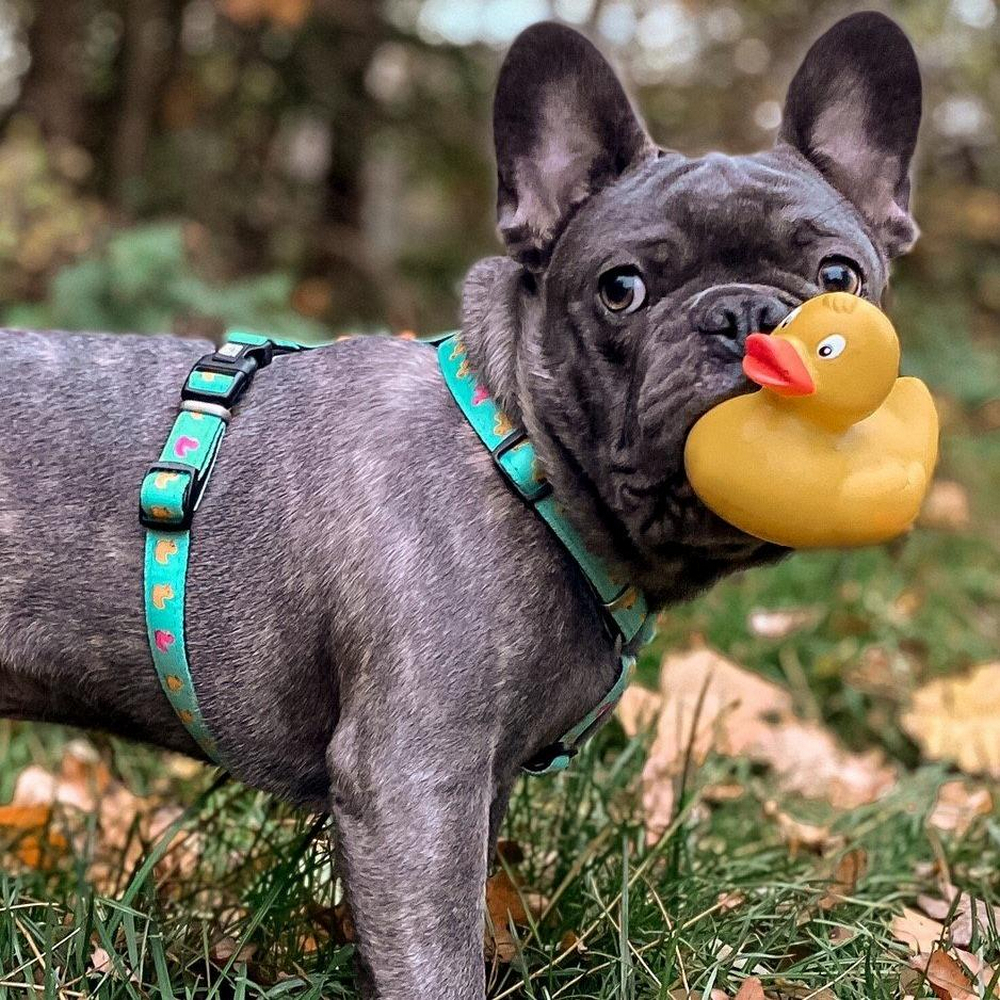 Max & Molly H-Harness Ducklings H-подібна шлея для собак, принт каченята - L