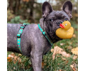 Max & Molly H-Harness Ducklings H-подібна шлея для собак, принт каченята - L