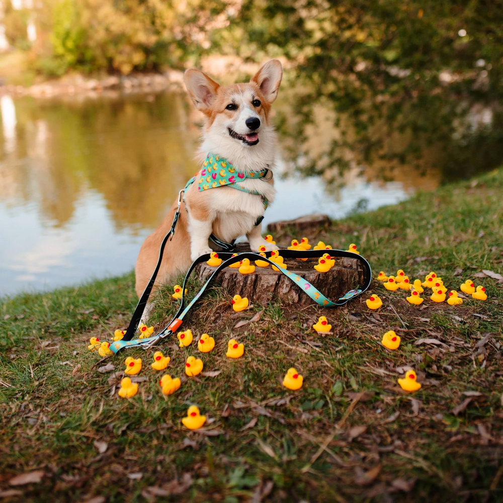 Max & Molly H-Harness Ducklings H-подібна шлея для собак, принт каченята - L