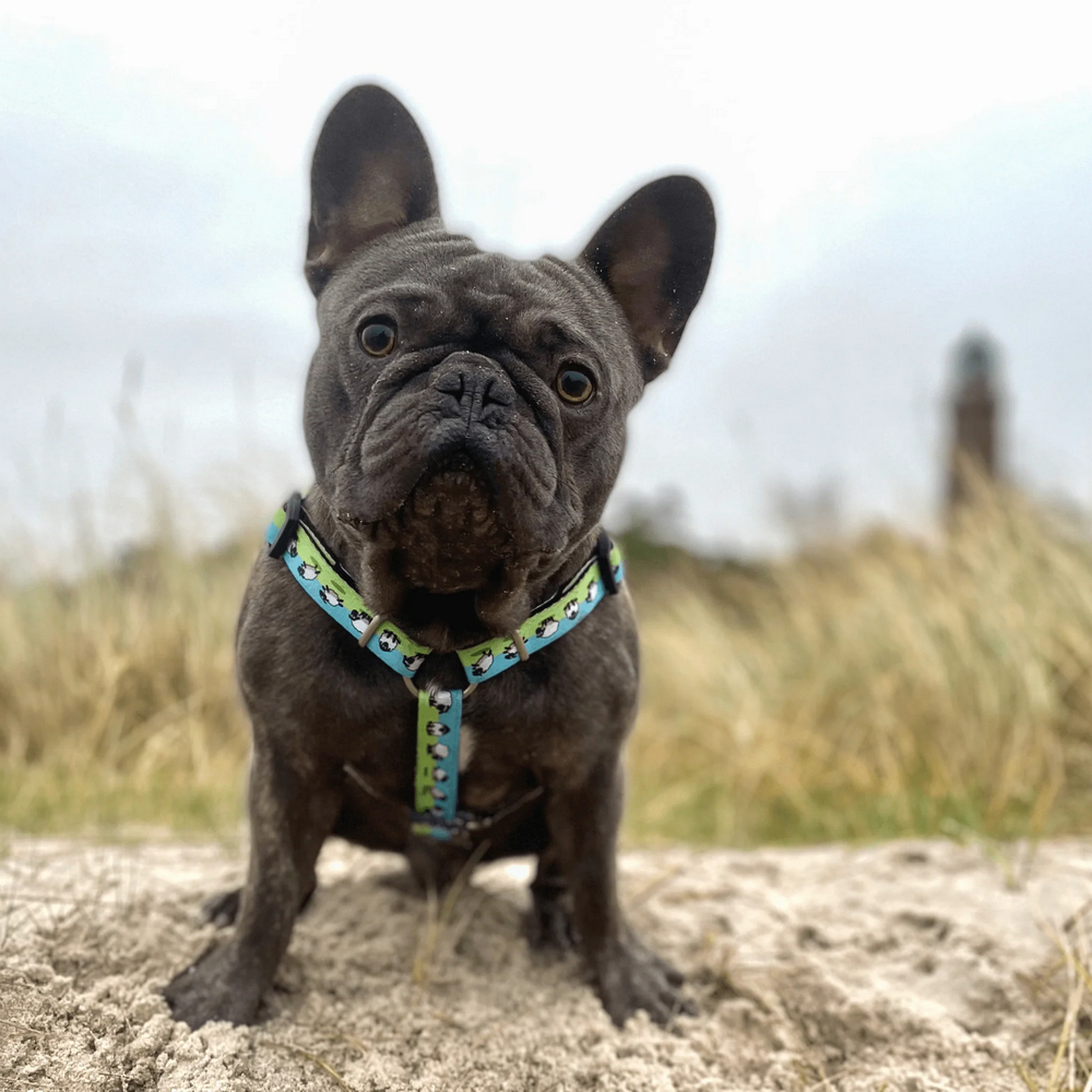 Max & Molly H-Harness Black Sheep H-подібна шлея для собак, принт чорна вівця - M