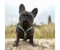 Max & Molly H-Harness Black Sheep H-подібна шлея для собак, принт чорна вівця - M