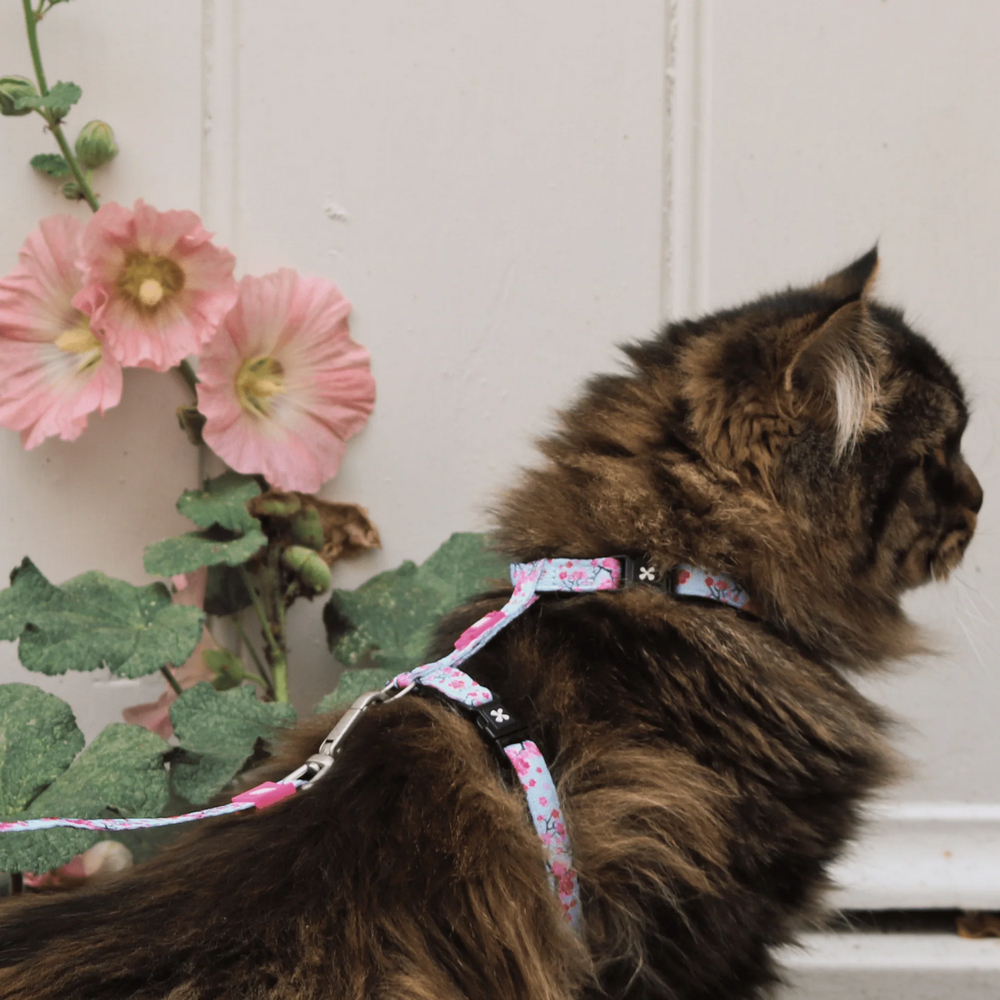 Max & Molly Cherry Bloom шлея та повідець для котів, принт вишневий цвіт - one size