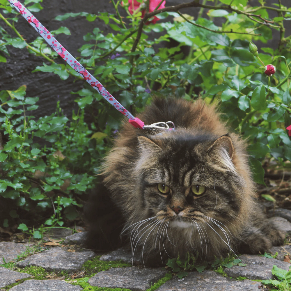 Max & Molly Cherry Bloom шлея та повідець для котів, принт вишневий цвіт - one size
