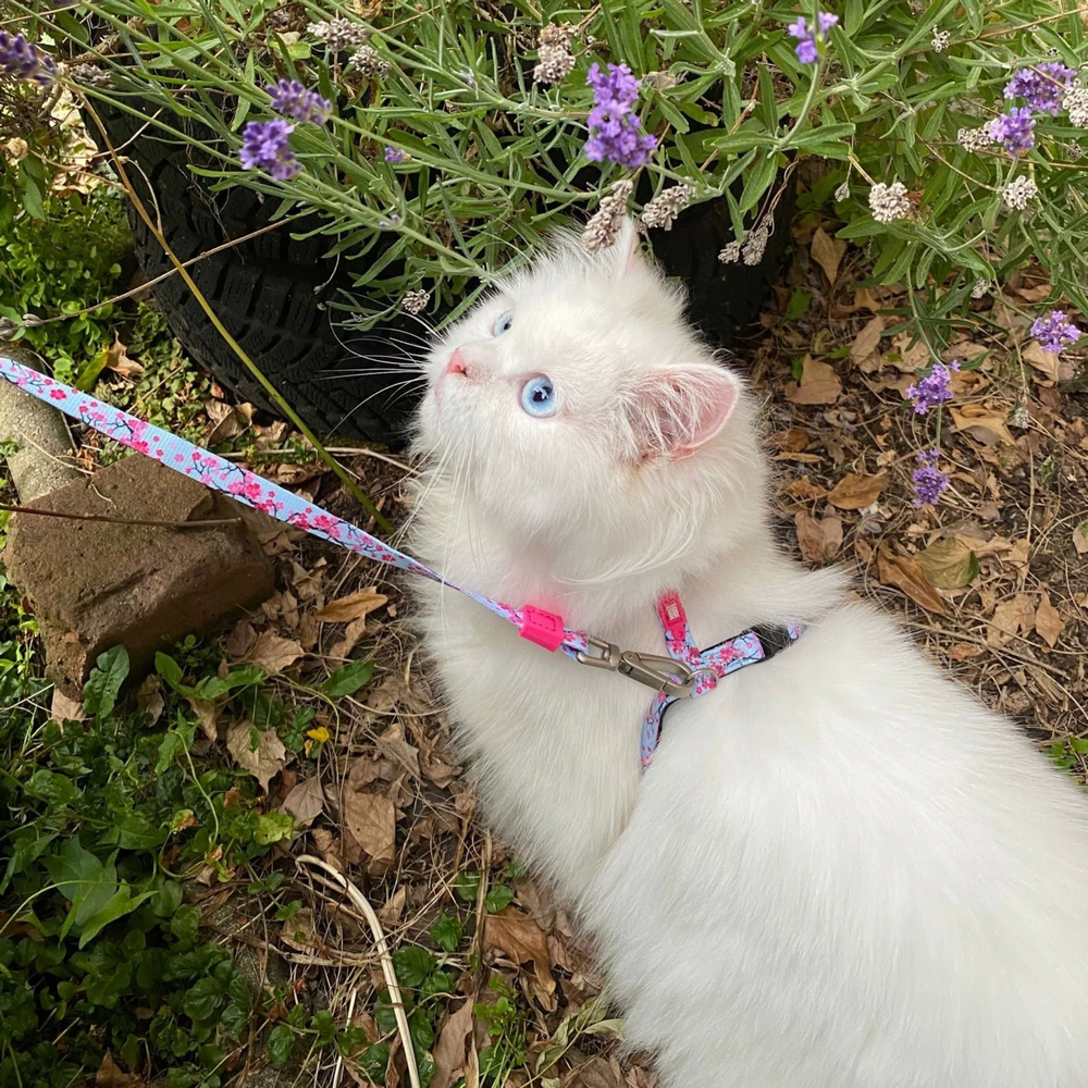 Max & Molly Cherry Bloom шлея та повідець для котів, принт вишневий цвіт - one size