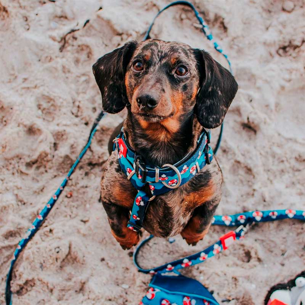 Max & Molly H-Harness Frenzy the Shark H-подібна шлея для собак, принт акула - L