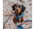 Max & Molly H-Harness Frenzy the Shark H-подібна шлея для собак, принт акула - L