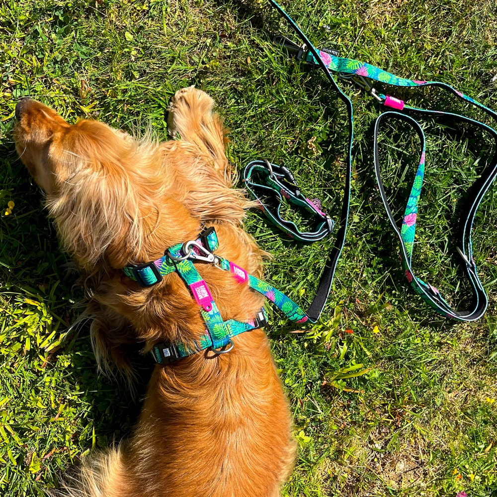 Max & Molly H-Harness Tropical H-подібна шлея для собак, принт тропіки - S