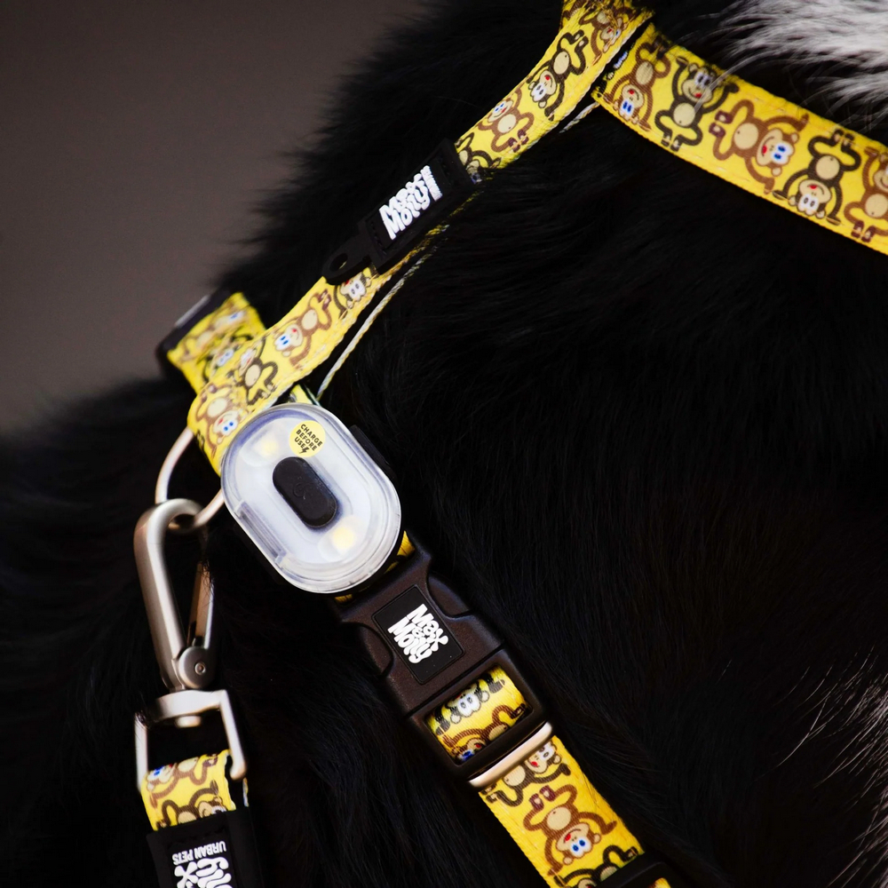 Max & Molly H-Harness Monkey Maniac H-подібна шлея для собак, принт мавпячий маніяк - M
