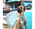 Max & Molly H-Harness Aloha H-подібна шлея для собак, принт Алоха - M