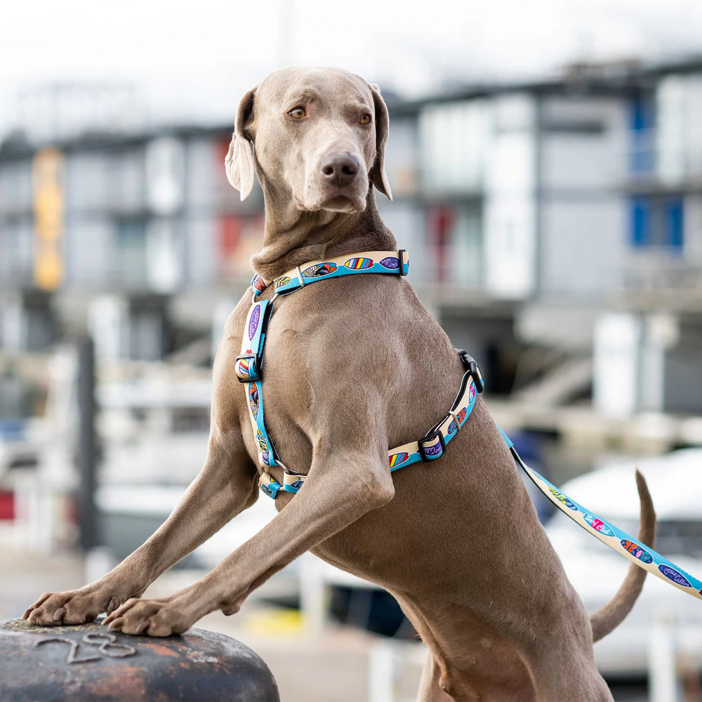 Max & Molly H-Harness Aloha H-подібна шлея для собак, принт Алоха - M