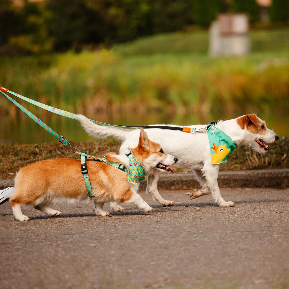 Max & Molly Multi-Function Leash Ducklings багатофункціональний повідець, принт каченята -S