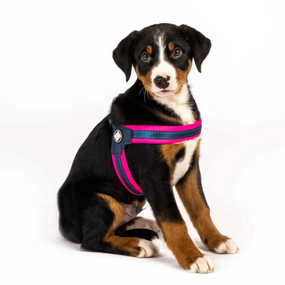 Max & Molly Q-Fit Harness Matrix Pink шлея для собак, рожевий - XS