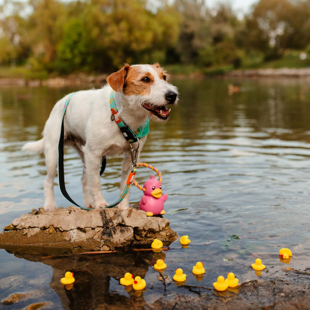Max & Molly Smart ID Ducklings нашийник для собак, принт каченята - L