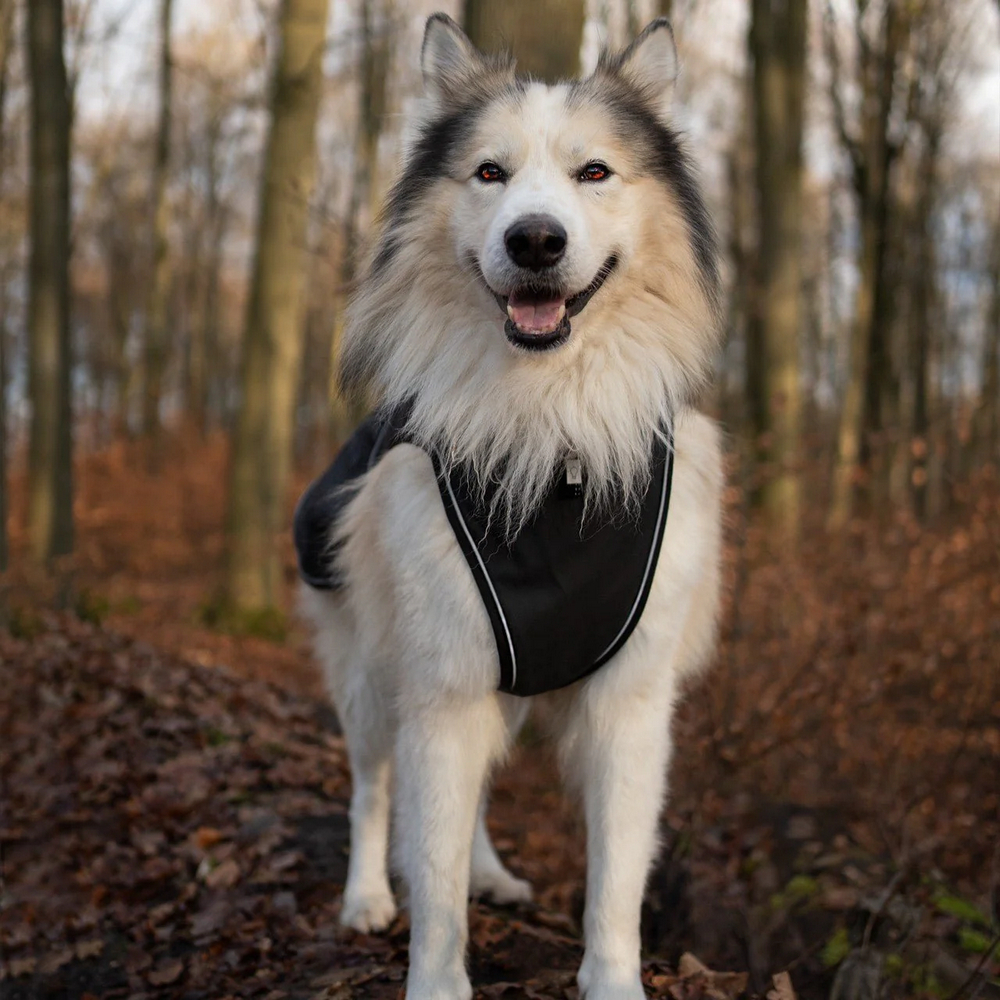 Max & Molly Raincoat Matrix 2.0 Black дощовик для собак, чорний - М