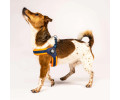 Max & Molly Q-Fit Harness Matrix Orange шлея для собак, помаранчевий - S