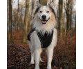 Max & Molly Raincoat Matrix 2.0 Black дощовик для собак, чорний - L
