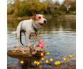 Max & Molly Smart ID Ducklings нашийник для собак, принт каченята - S