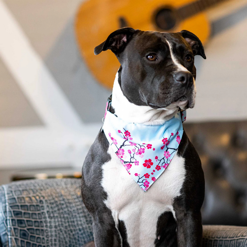 Max & Molly Bandana Cherry Bloom бандана на нашийник собаки, принт вишневий цвіт - M/L
