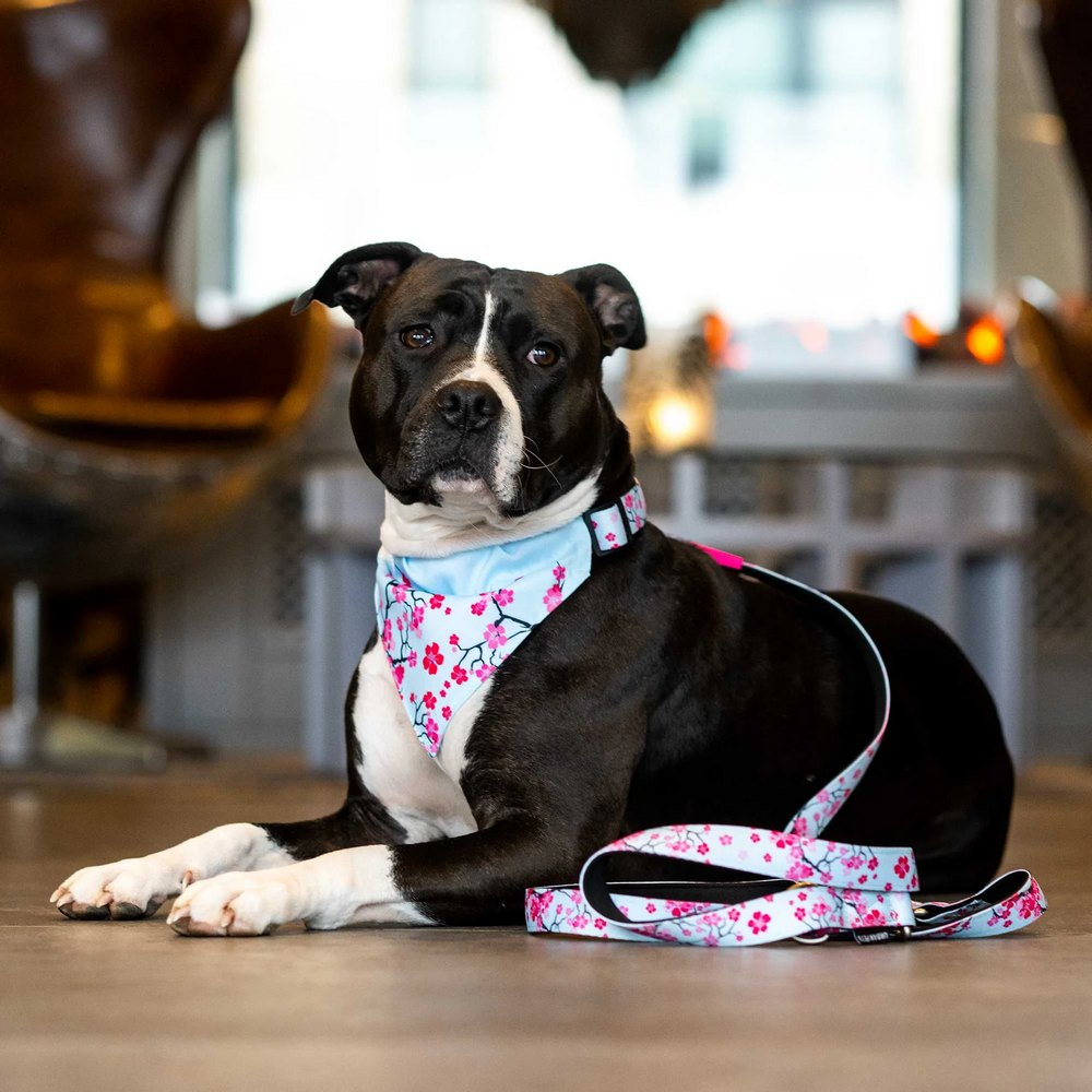 Max & Molly Bandana Cherry Bloom бандана на нашийник собаки, принт вишневий цвіт - M/L