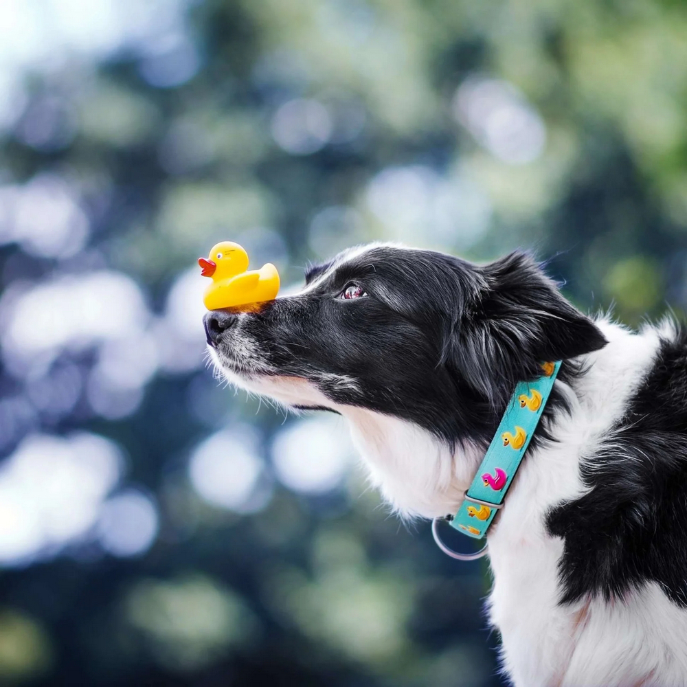 Max & Molly Smart ID Ducklings нашийник для собак, принт каченята - М