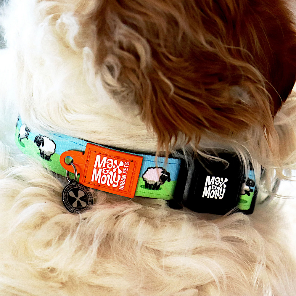 Max & Molly Smart ID Black Sheep нашийник для собак, принт чорна вівця - М