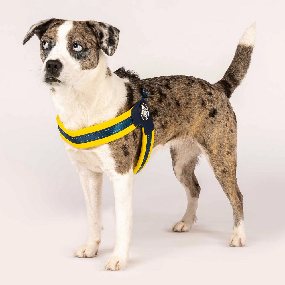 Max & Molly Q-Fit Harness Matrix Yellow шлея для собак, жовтий - S
