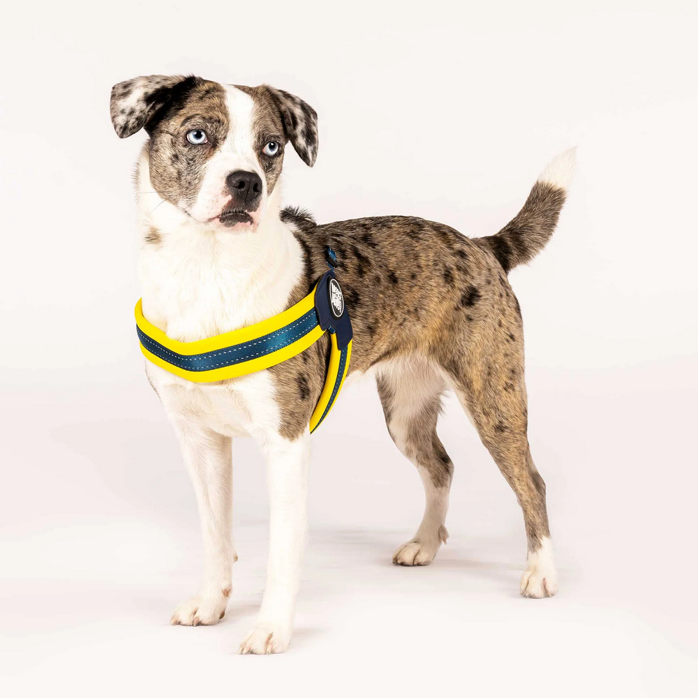 Max & Molly Q-Fit Harness Matrix Yellow шлея для собак, жовтий - S