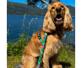 Max & Molly Short Leash Tropical короткий повідець, принт тропіки - М