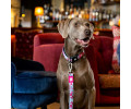Max & Molly Short Leash Cherry Bloom короткий повідець, принт вишневий цвіт - S