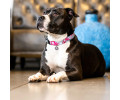 Max & Molly Smart ID Cherry Bloom нашийник для собак, принт вишневий цвіт  - XS