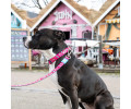 Max & Molly Short Leash Magical короткий повідець, принт чарівний - М