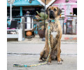 Max & Molly Smart ID Sweet Pineapple нашийник для собак, принт ананас - L