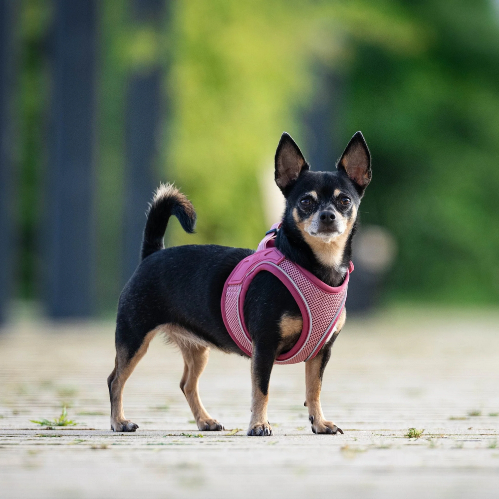 Max & Molly Air Vest Harness Matrix 2.0 Rose шлея для собак, рожевий - S
