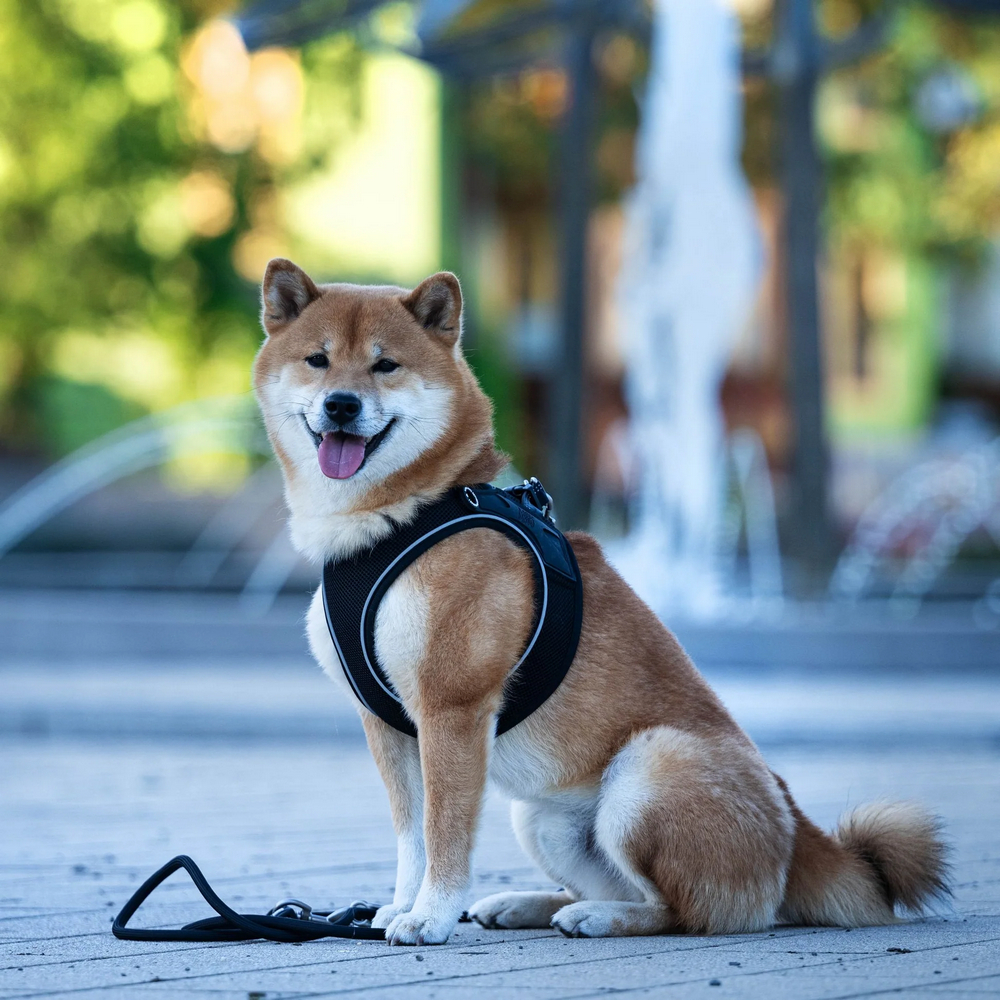 Max & Molly Rope Leash Matrix 2.0 Black мотузковий повідець, чорний - M/L