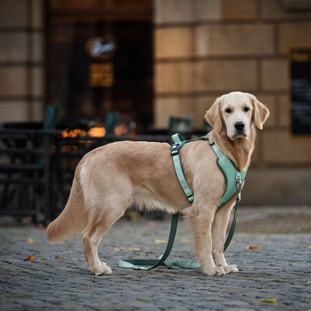 Max & Molly Smart ID Sport Harness Matrix 2.0 Jade шлея для собак, нефритовий - XL