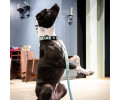 Max & Molly Short Leash Matrix 2.0 Jade короткий повідець, нефритовий - L