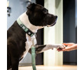 Max & Molly Short Leash Matrix 2.0 Jade короткий повідець, нефритовий - L