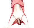 Max & Molly Raincoat Matrix 2.0 Rose дощовик для собак, рожевий - S