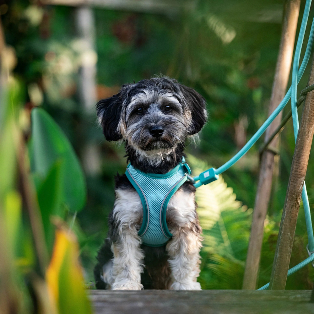Max & Molly Air Vest Harness Matrix 2.0 Turquoise шлея для собак, бірюзовий - S
