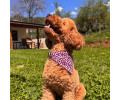 Max & Molly Bandana Leopard Pink бандана на нашийник собаки, принт леопард - XS/S