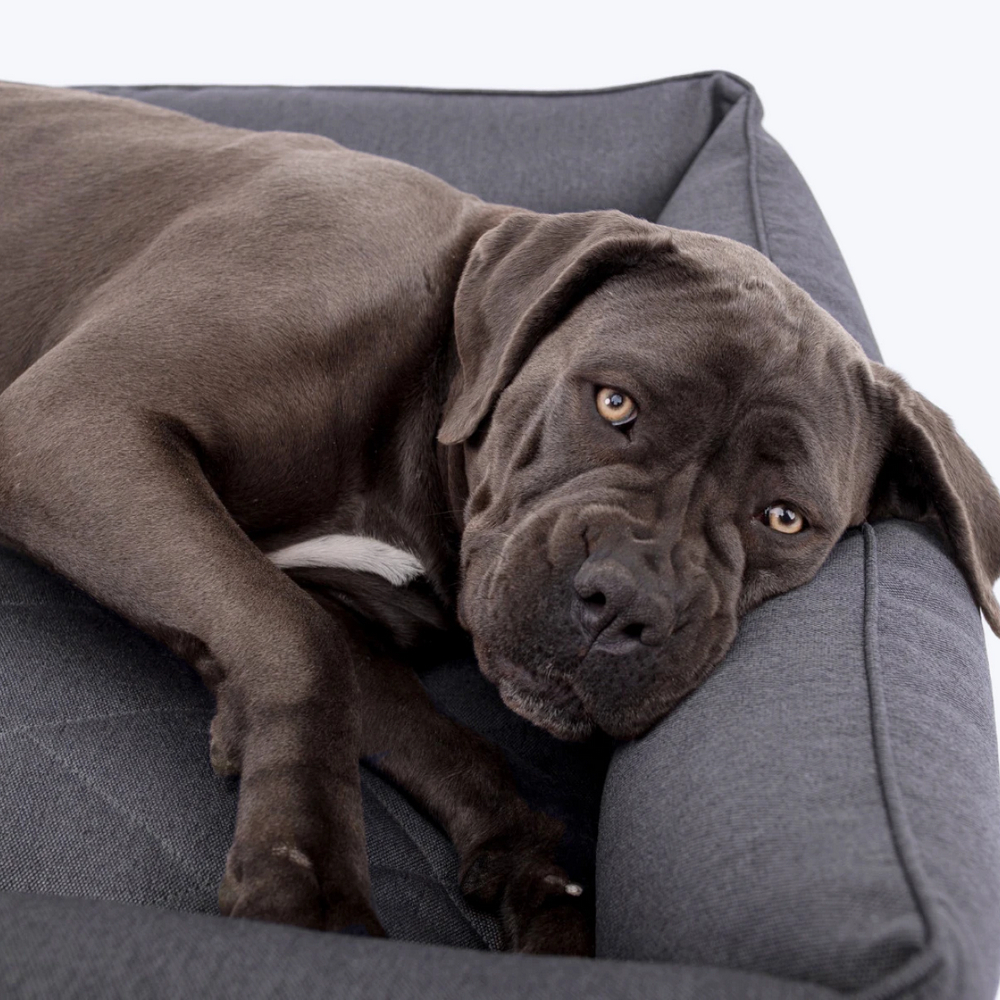 Harley & Cho Sofa Gray лежак з підсиленою поверхнею для собак, сірий - L