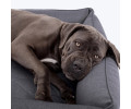 Harley & Cho Sofa Gray лежак з підсиленою поверхнею для собак, сірий - XL