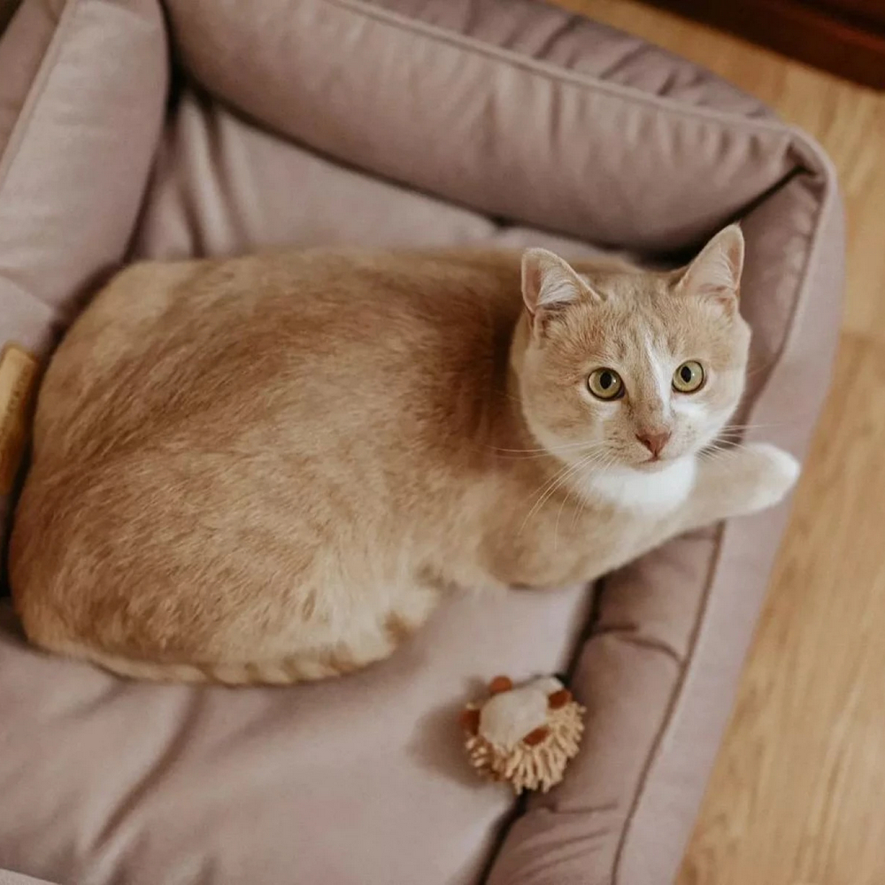 Harley & Cho Dreamer Velour Pudra велюровий лежак для собак та котів, пудровий - S